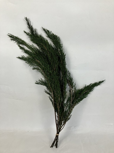 [green] Common Juniper
