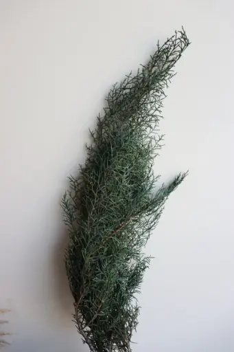 Green/Juniper Pine