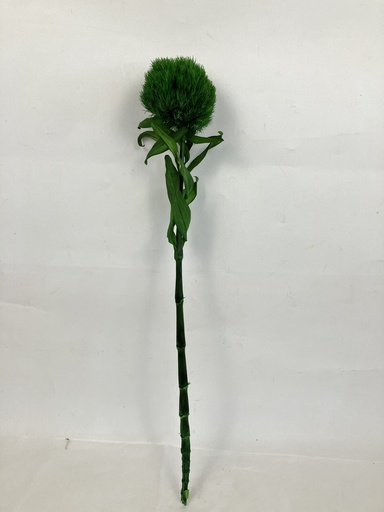 [green] Dianthus Chinensis