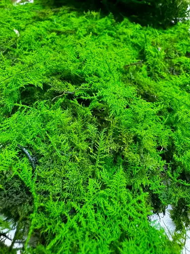 FEATHER MOSS