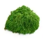 [natural green] G2/CASHMERE MOSS/Natural green