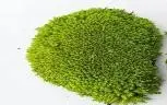 [yellow green] G1/POLE MOSS/Yellow Green