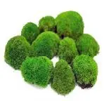 [Natural Green] G2/POLE MOSS/ Natural Green