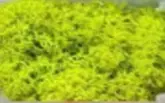G7/REINDEER MOSS