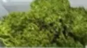 G5/REINDEER MOSS