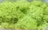 G8/REINDEER MOSS