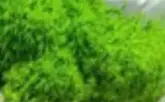 G2/REINDEER MOSS