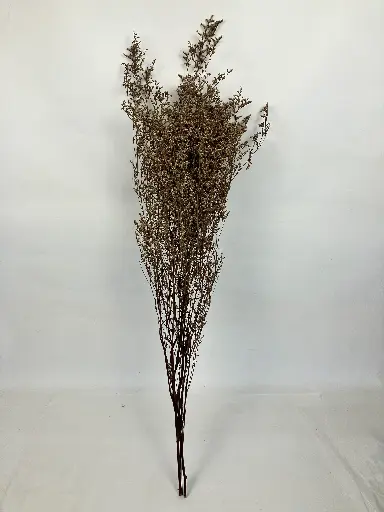 [natural]  Natural/Limonium/Caspia (Lover grass)