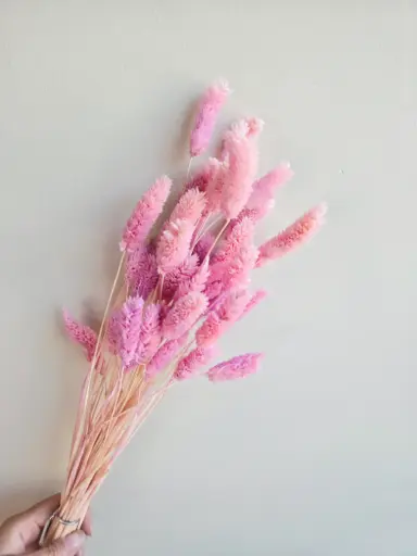 Pinkish Purple / Gem Grass （phalaris） 