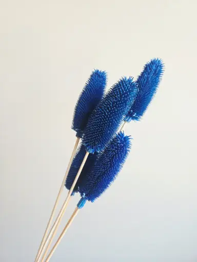 Royal Blue / Dipsacus Sativus