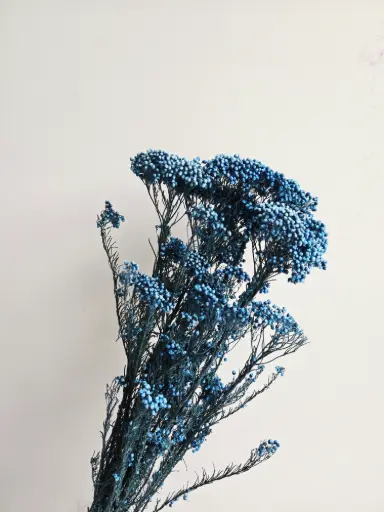 Blue Gray/Rice Flower 