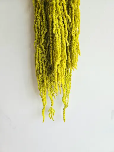 Lime Green/Amaranthus