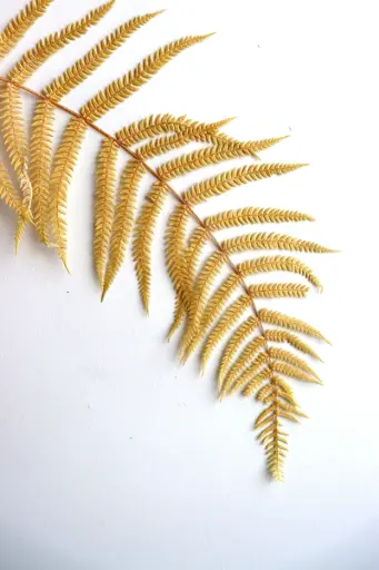Yellow/Frond