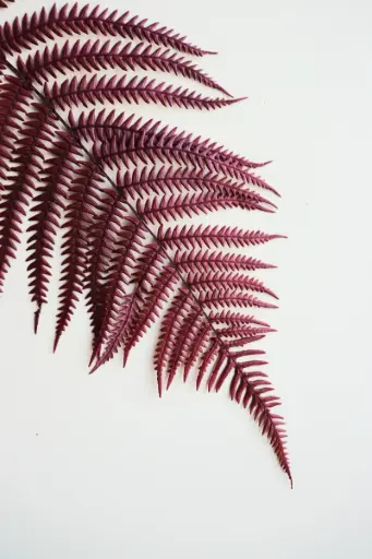 Brownish Red/Frond 