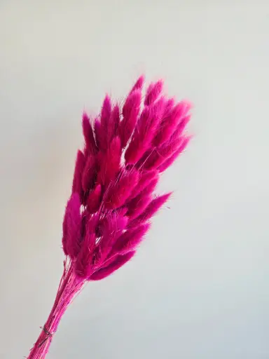 Crimson Purple /Lagurus (Bunny tail ) 