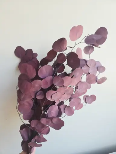 Wine Red / Silver Dollar Eucalyptus