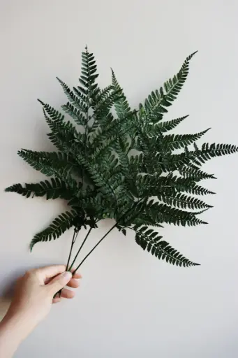 Assorted/Small Fern 