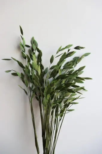 Grass Green/ North America Wild Oat