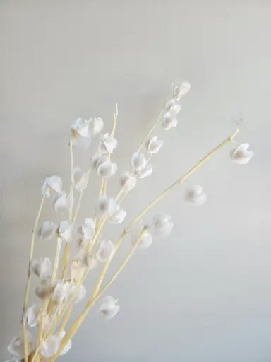 White/ Lantern Flower